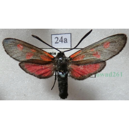 Zygaena viciae (Denis & Schiffermüller, 1775) Kraśnik wykowiec Czech24a